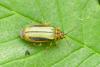 Xanthogaleruca luteola